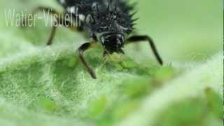 Larve de Coccinelle dévorant une colonie de pucerons verts du pommier 120805M011mp4 [upl. by Casilde218]