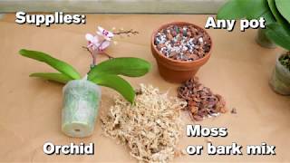 How to Repot an Orchid [upl. by Krystin]