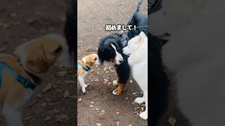 犬さん同士の初対面！代々木公園のドッグランでご挨拶するバーニーズ [upl. by Anaibib]