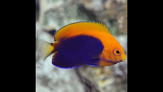 New Flameback Angelfish [upl. by Nosreip]