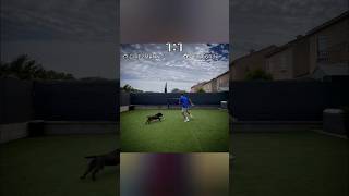 Sergio Ramoss dog football footballskills footballshorts footballedits shorts viralvideo [upl. by Yhtnomit]