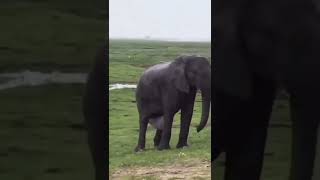 Voici comment l’éléphant met bas 😱❤️ [upl. by Ykcor]