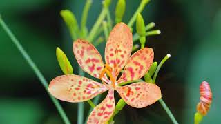 Flower Cafe 49 Belamcanda chinensis in SINGAPORE  Hovering Thoughts Spence [upl. by Yreffoeg]