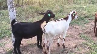 Goat Farming  Characteristics of the Small East African goat breed [upl. by Lenore282]