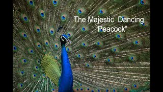 Peacock Dance [upl. by Dincolo483]