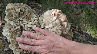 Hen of the Woods Mushrooms in Michigan [upl. by Moureaux]