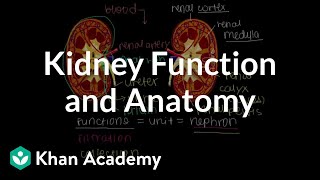 Kidney function and anatomy  Renal system physiology  NCLEXRN  Khan Academy [upl. by Eidac]