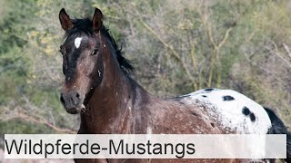 WildpferdeMustangs [upl. by Cathlene]