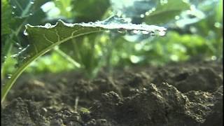 Fertilizers SoilPlantNutrient Relationships Part 1 amp 2 [upl. by Milzie]