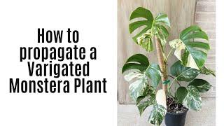 How to Propagate Variegated Monstera [upl. by Ap]