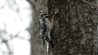 Yellowbellied Sapsucker [upl. by Enimrac632]