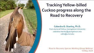 Tracking Yellowbilled Cuckoo Coccyzus americanus progress along the Road to Recovery [upl. by Naltiak]