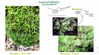 Hornworts Liverworts and Mosses [upl. by Langelo]