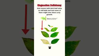 How much Epsom salt do you put in a planted aquarium  magnesium Deficiency in aquarium plants [upl. by Aveline]