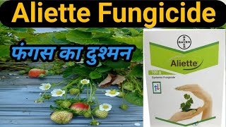 Aliette Fungicide। Bayer Aliette Fungicide। Aliette। Aliette Fungicide Uses in Hindi। Aliette Bayer। [upl. by Dietz]