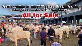 Price of cattle livestock auction market batangas philippines  quilting ganador at torete [upl. by Burnsed]