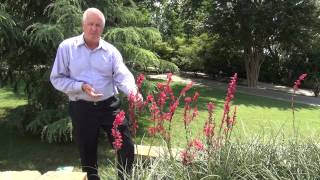 In the Garden with Dave Forehand Red Flowering Yucca [upl. by Ahsemot]