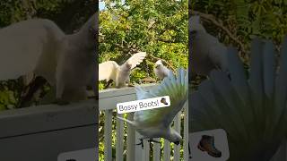 Small Corella Cockatoo is on a Mission bossy boots bird‼️🚨🚨🚨 [upl. by Nirok]