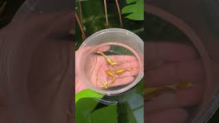 Golden Guppies Guppy Beautiful Fish redguppyfarm  Falcon Aquarium Services [upl. by Shult]