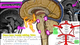 Cisterns of the brain enlarged subarachnoid spaces Important for NEETPG and NEXT exams [upl. by Hitchcock683]