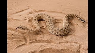 Dubai desert snake Cerastes [upl. by Assilla350]