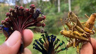 Dragonfly natures mini fighter‼️catches dragonflies and grasshoppersdamselflies [upl. by Cigam]