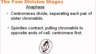 Mitosis  A Level AS Biology Revision [upl. by Cherilyn]