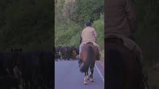 Coisas que vc encontra na carretera austral [upl. by Franni]