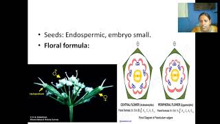 Umbelliferae or Apiaceae Family features [upl. by Dahij]