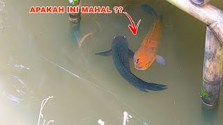 REJEKI NOMPLOK Dapat Ikan Channa Mahal Ditempat Ini  Penangkapan Ikan Channa Limbata [upl. by Selia]