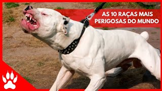 10 RAÇAS DE CACHORROS MAIS BRAVOS DO MUNDO [upl. by Edecrem]