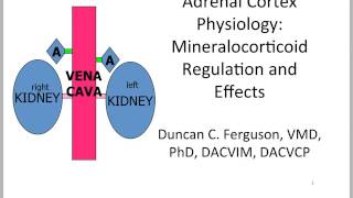 Adrenal Physiology Mineralocorticoid Regulation and Effects [upl. by Aknaib]