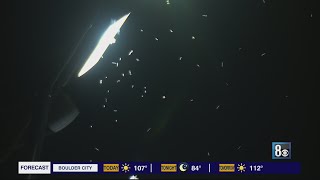 Las Vegas resident shares experience as swarms of grasshoppers return to valley [upl. by Jaehne66]