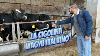 Allevamento di Wagyu italiano “LA CIGOLINA” [upl. by Enelaehs]