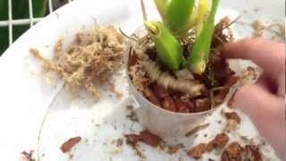 Orchid care How to rescue an Orchid repotting and roots tutorial pt 2 quot How to care for Orchidsquot [upl. by Adaiha]