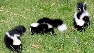 15 Amazing facts about the Skunk [upl. by Einitsed]