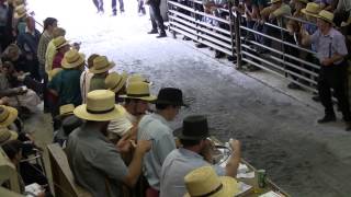 Mels Stables Horse Auction New Holland Pa [upl. by Johann]