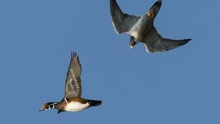 PEREGRINE FALCON STRIKES DUCK MIDAIR [upl. by Melessa95]