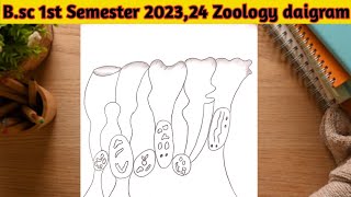 BSc 1st year 1st Semester zoology daigramHow to draw Columnar epithelium diagram step by step [upl. by Shimkus]