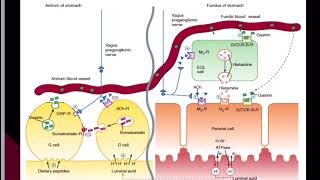 Pharmacology of Peptic Ulcer Drugs [upl. by Dewhurst]