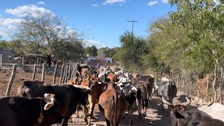 SE NOS FUERON COMO 3O BECERRAS DEL GANADO DE RANCHO 🐜💉🤠🐮 [upl. by Gant]