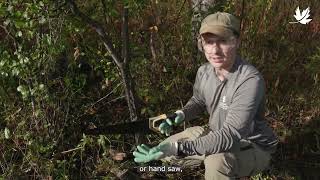 Controlling invasive common buckthorn [upl. by Buckler]