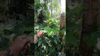 Our seed grown Fatsia japonica plants are thriving garden gardening palmtrees [upl. by Oihsoy]