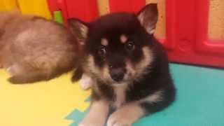 Pomsky Puppies Relaxing at Katiebrooke Kennels Super Cute [upl. by Ennahgiel]