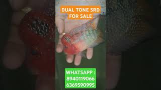 Dual tone SRD Flowerhorn for sale [upl. by Gratt]