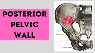 Posterior Pelvic Wall   Pelvic Wall Part 3 [upl. by Sateia]