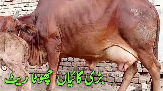 Heavy Wieght Sahiwal Cholistani Cows for Sale in pakistan and Cargo sind [upl. by Nautna]