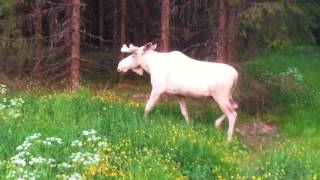 quotTHE WHITE MOOSE OF SWEDENquot quotVITA ÄLGENquot  quotWEISS ELCHquot [upl. by Bellew]