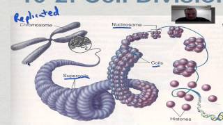 Chapter 10 Part 3  Eukaryotic Chromosomes [upl. by Unders166]