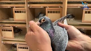 01063 16 1934 V  Zuchtvogel Vorstellung aus der Zuchtstation Ostseeflug Usedom [upl. by Dot]